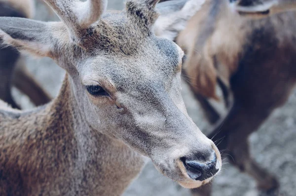 Closeup Shot Deer Blurred Background — Stock Photo, Image