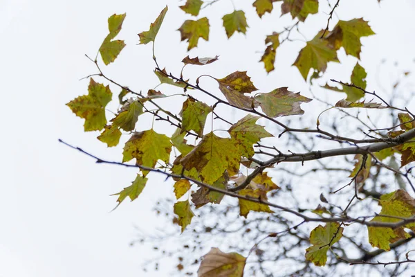 Nahaufnahme Eines Schönen Baumes Mit Getrockneten Blättern — Stockfoto