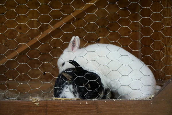 Primer Plano Conejos Una Jaula — Foto de Stock