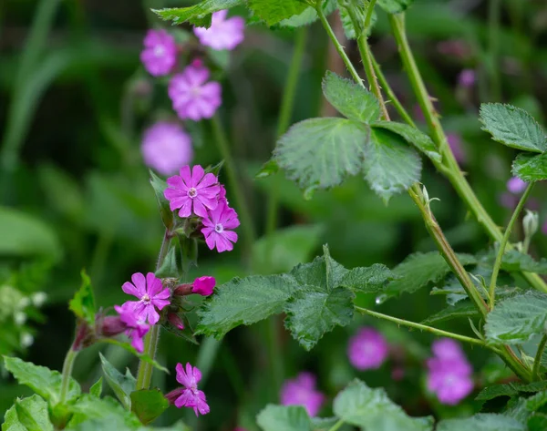 庭に小さなピンクの花を咲かせる選択的な焦点ショット — ストック写真