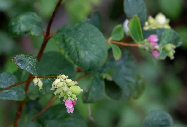 Selective Focus Shot Blossoming Flowers Garden — Stock Photo, Image