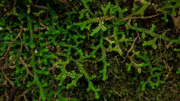 Close Musgo Espiga Selaginella Wallchii Crescendo Jardim — Fotografia de Stock