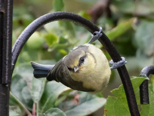 Gros Plan Oiseau Passereau Perché — Photo