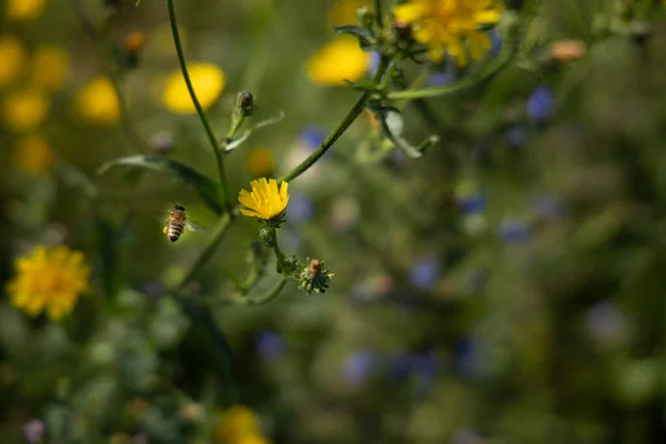 Closeup Growing Hawkweed Flower — Stock Photo, Image