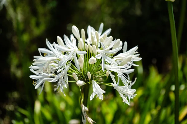 Tiro Foco Seletivo Lírio Branco Das Flores Nilo — Fotografia de Stock