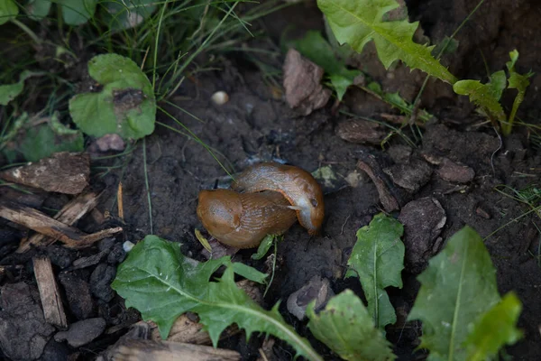 Närbild Två Kulor Marken — Stockfoto