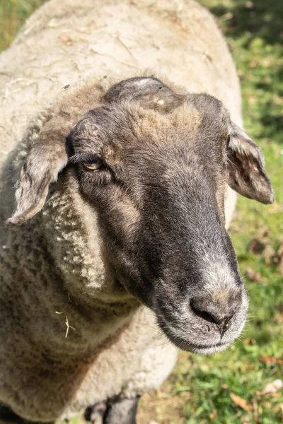 Een Verticaal Schot Van Een Schaap Natuur — Stockfoto