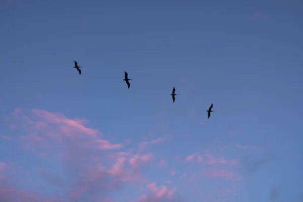 Ein Faszinierender Blick Auf Den Blauen Himmel Und Fliegende Vögel — Stockfoto