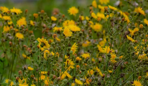 Uno Scatto Selettivo Fiori Selvatici Fiore Giardino — Foto Stock