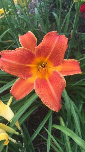 Tiro Vertical Daylily — Fotografia de Stock