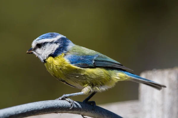 Selective Focus Shot Cute Blue Tit Perched Branch — Φωτογραφία Αρχείου