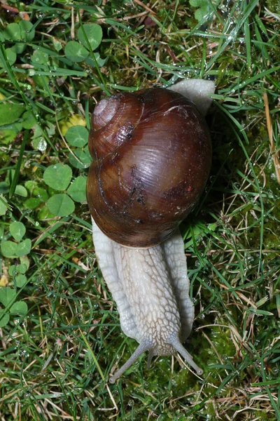 Eine Vertikale Aufnahme Einer Schnecke Auf Einem Grünen Gras — Stockfoto