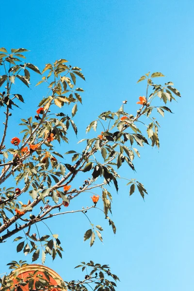 Вертикальный Низкоугольный Снимок Дерева Дневное Время — стоковое фото