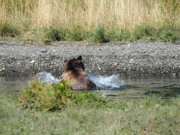 Urso Peludo Marrom Procura Peixes Pequeno Lago Florestal — Fotografia de Stock