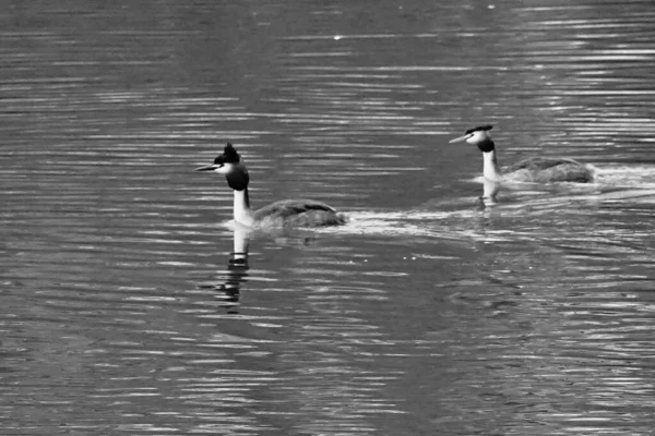 연못에서 헤엄치는 새들을 — 스톡 사진
