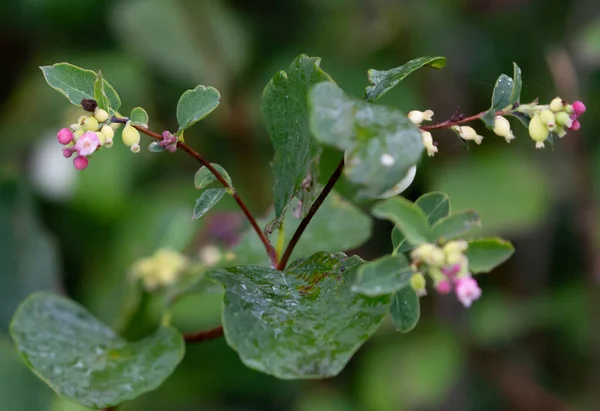 Une Mise Point Sélective Fleurs Florissantes Dans Jardin — Photo