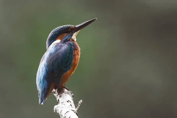 A soft focus of a common Kingfisher perched on a tree branch