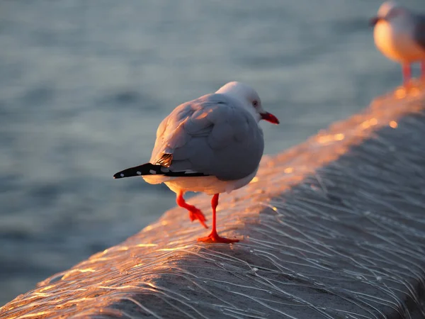 Primer Plano Una Gaviota Caminando Orilla Durante Atardecer —  Fotos de Stock