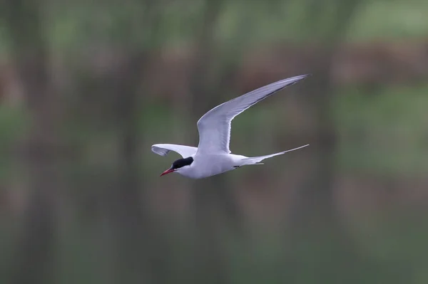 Uçan Güzel Bir Kuşun Seçici Odak Noktası — Stok fotoğraf