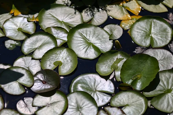 池には睡蓮の葉が浮かんでいる — ストック写真