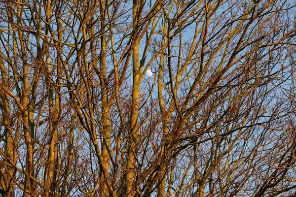 はっきりとした空を背景にした白木の風景 — ストック写真