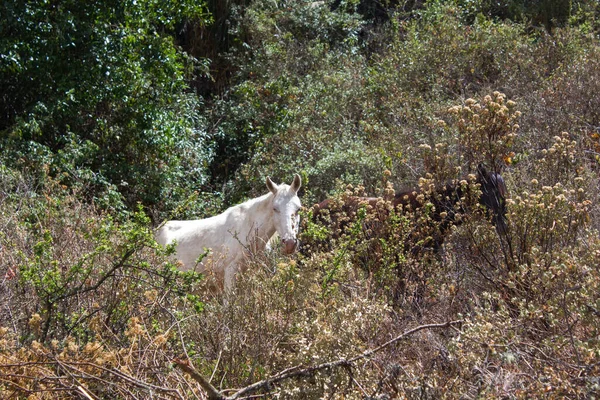 Άγρια Όμορφα Άλογα Στο Πάρκο — Φωτογραφία Αρχείου