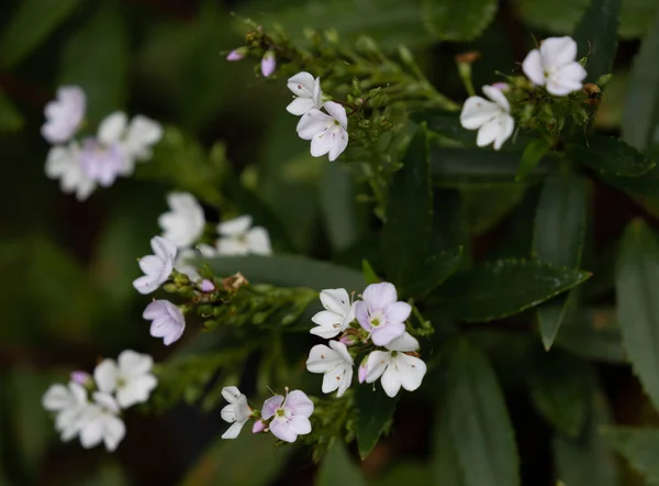 Tiro Foco Seletivo Pequenas Flores Agrião Branco — Fotografia de Stock