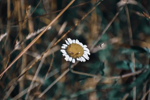 Gros Plan Fleurs Sauvages Dans Champ — Photo