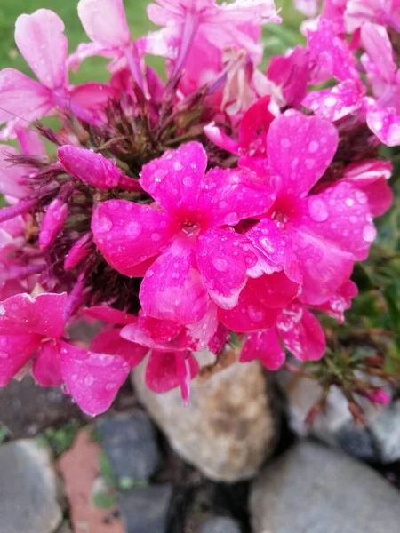 Eine Nahaufnahme Von Rosa Phlox Blüten Mit Wassertropfen — Stockfoto