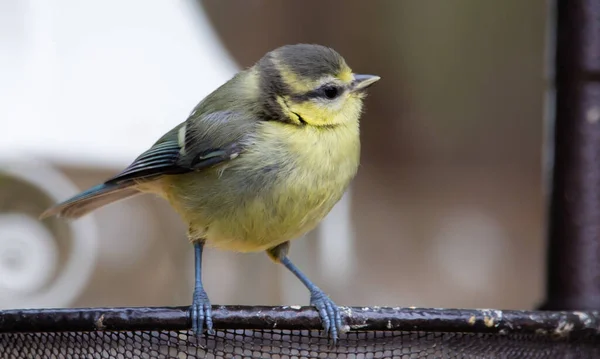 Eine Selektive Fokusaufnahme Eines Schönen Vogels — Stockfoto