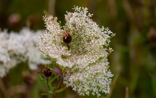 Enfoque Selectivo Filipendula Blanco Creciendo Campo —  Fotos de Stock