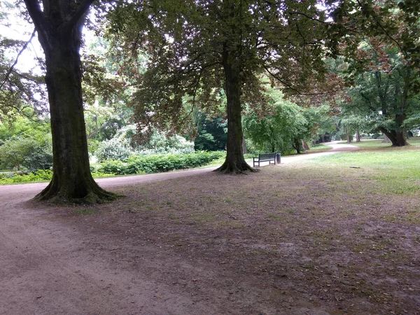一杆漂亮的大树和公园里的长椅 — 图库照片
