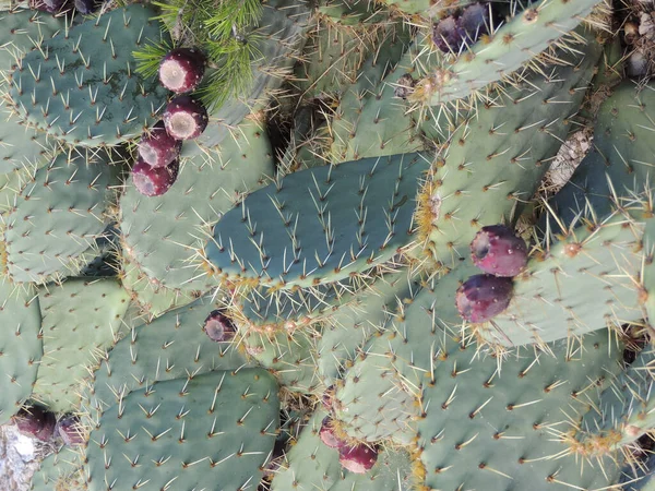 High Angle Shot Eastern Prickly Pears Sunlight — Stock Photo, Image