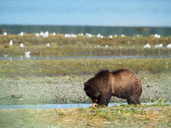 Una Toma Altura Los Ojos Oso Peludo Comiendo Pescado Junto —  Fotos de Stock