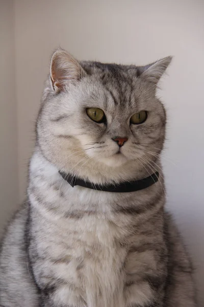 Bulanık Arka Planda Sevimli Tüylü Bir Kedinin Yakın Plan Fotoğrafı — Stok fotoğraf