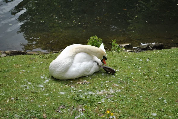 Primer Plano Hermoso Cisne Blanco Sobre Una Hierba —  Fotos de Stock