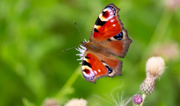 孔雀の蝶の選択的フォーカスショット — ストック写真