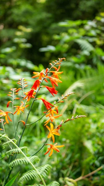 Tiro Close Vertical Flores Crocosmia Laranja Vibrante — Fotografia de Stock