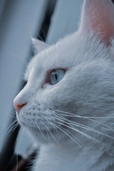 一只蓝眼睛的白猫的特写镜头 — 图库照片