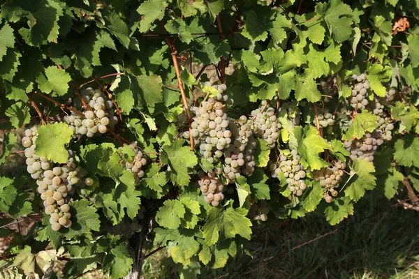 Closeup Shot Grapes Vineyard Sunlight — Stock Photo, Image