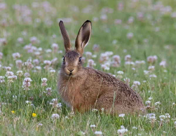 Eine Selektive Fokusaufnahme Eines Kaninchens Auf Einem Grünen Rasenfeld — Stockfoto