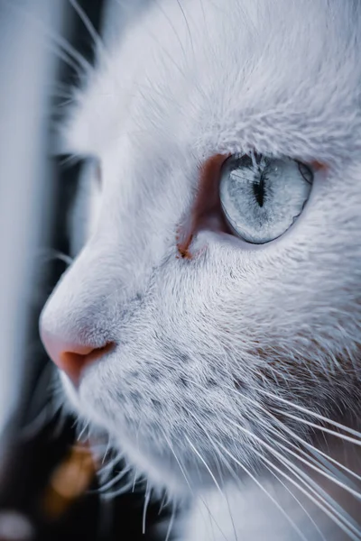 Closeup Shot White Cat Blue Eyes — Stock Photo, Image