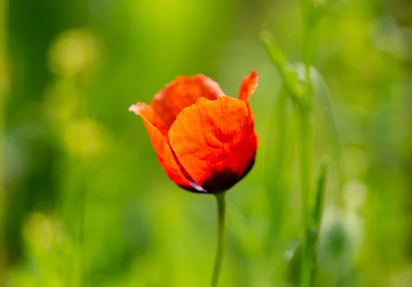 Een Close Selectieve Focus Shot Van Een Papaver — Stockfoto