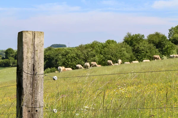 Primer Plano Una Cerca Tierras Cultivo Con Animales Cerca Árboles —  Fotos de Stock