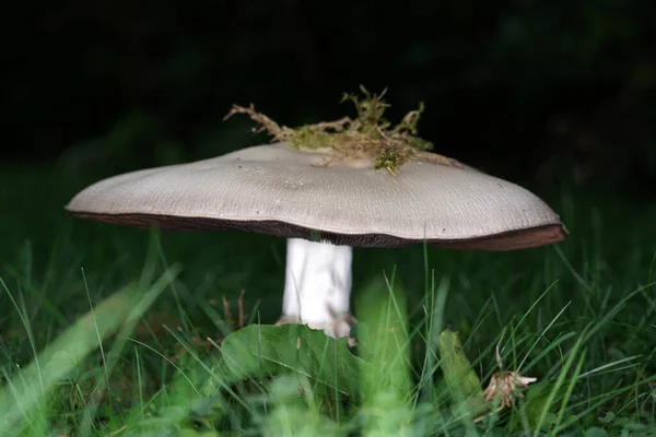 Gros Plan Champignon Poussant Dans Nature — Photo