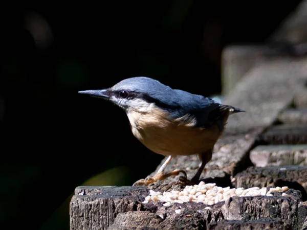 Une Prise Vue Sélective Oiseau Chasseur Vieux Monde — Photo