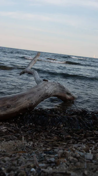 Vertical Shot Tree Trunk Lying Background Sea — Stock Photo, Image