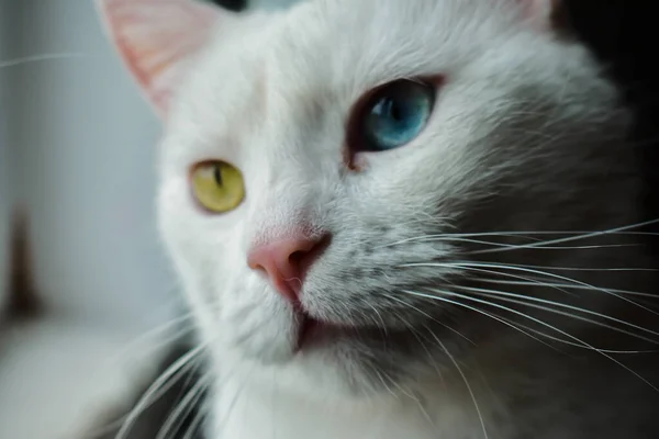 かわいい白い英国のショートヘアの猫のクローズアップショット — ストック写真