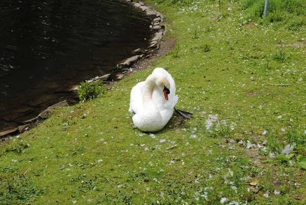 Hermoso Cisne Blanco Cerca Del Estanque —  Fotos de Stock