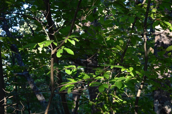 Gros Plan Végétation Verte Dans Les Bois Avec Lumière Soleil — Photo